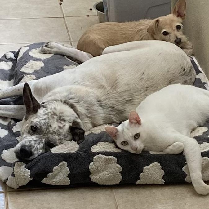 Charly, a Adoptable Australian Cattle Dog / Blue Heeler in Harlingen, TX image 3/5