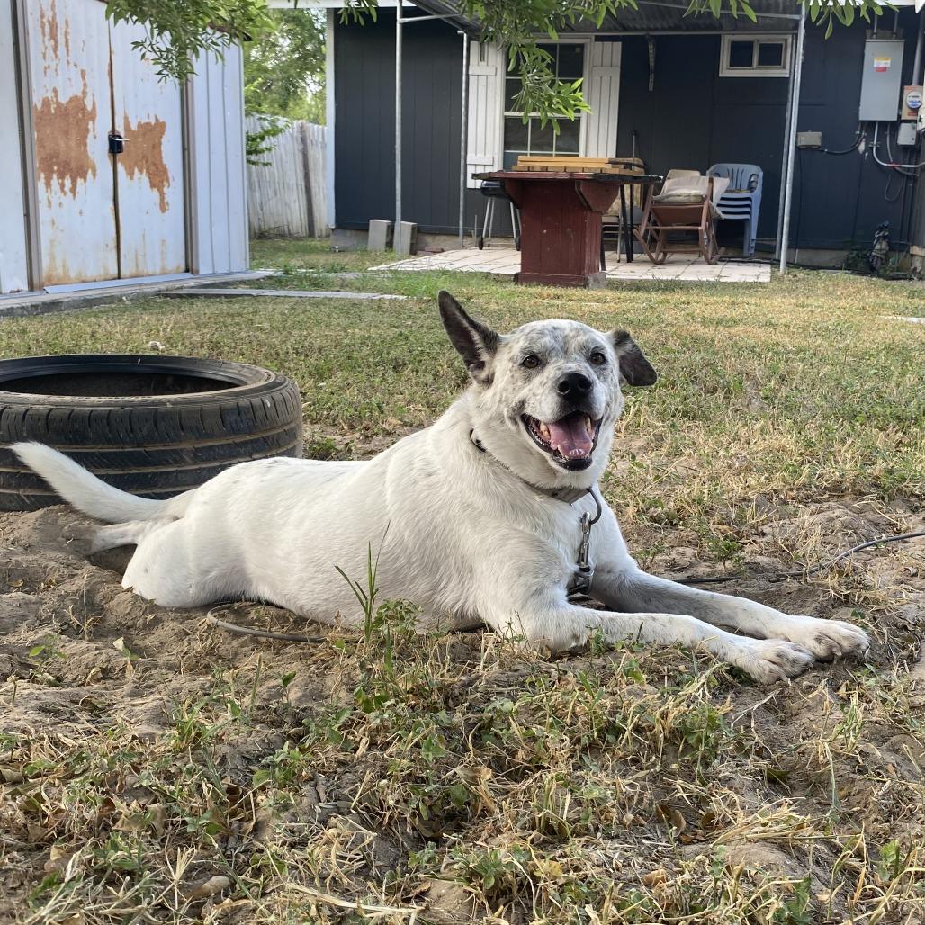 Charly, a Adoptable Australian Cattle Dog / Blue Heeler in Harlingen, TX image 4/5