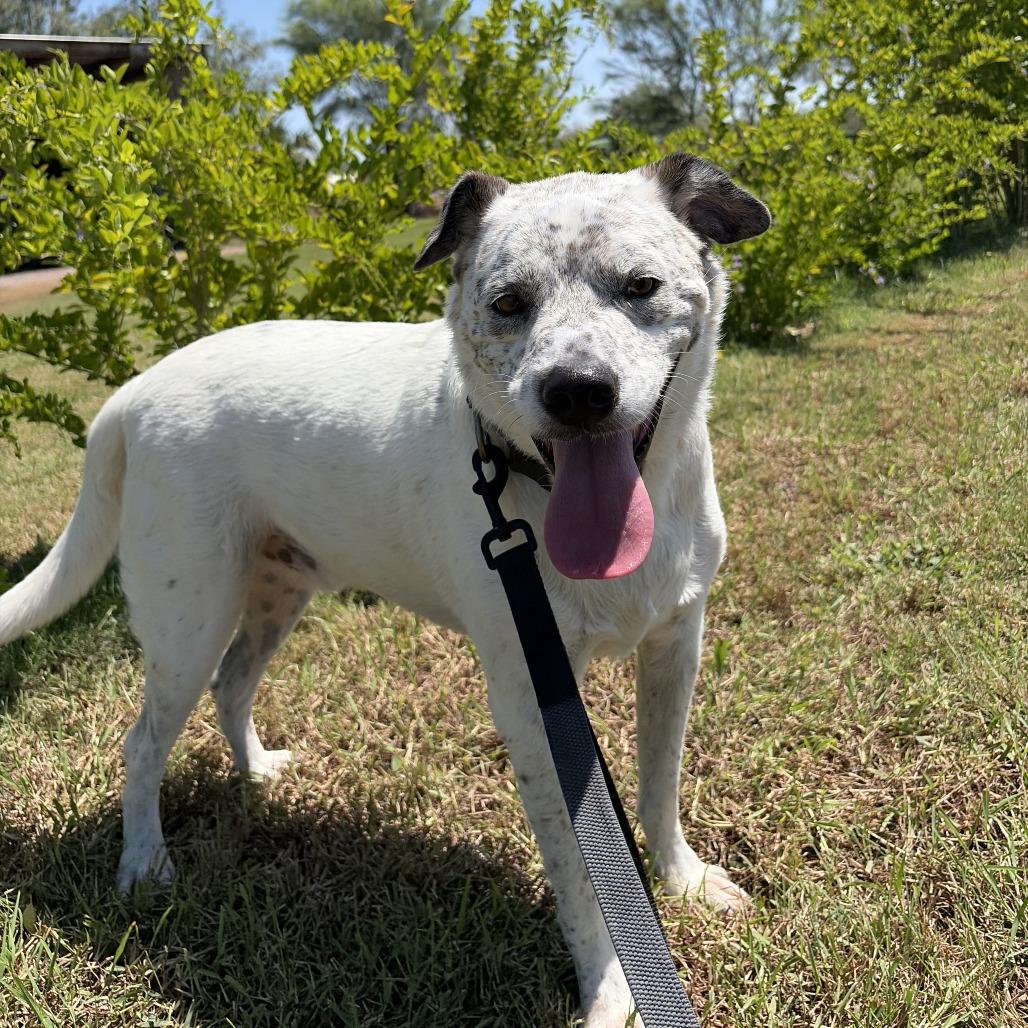 Enlarge Charly, a Adoptable Australian Cattle Dog / Blue Heeler in Harlingen, TX image 4/6