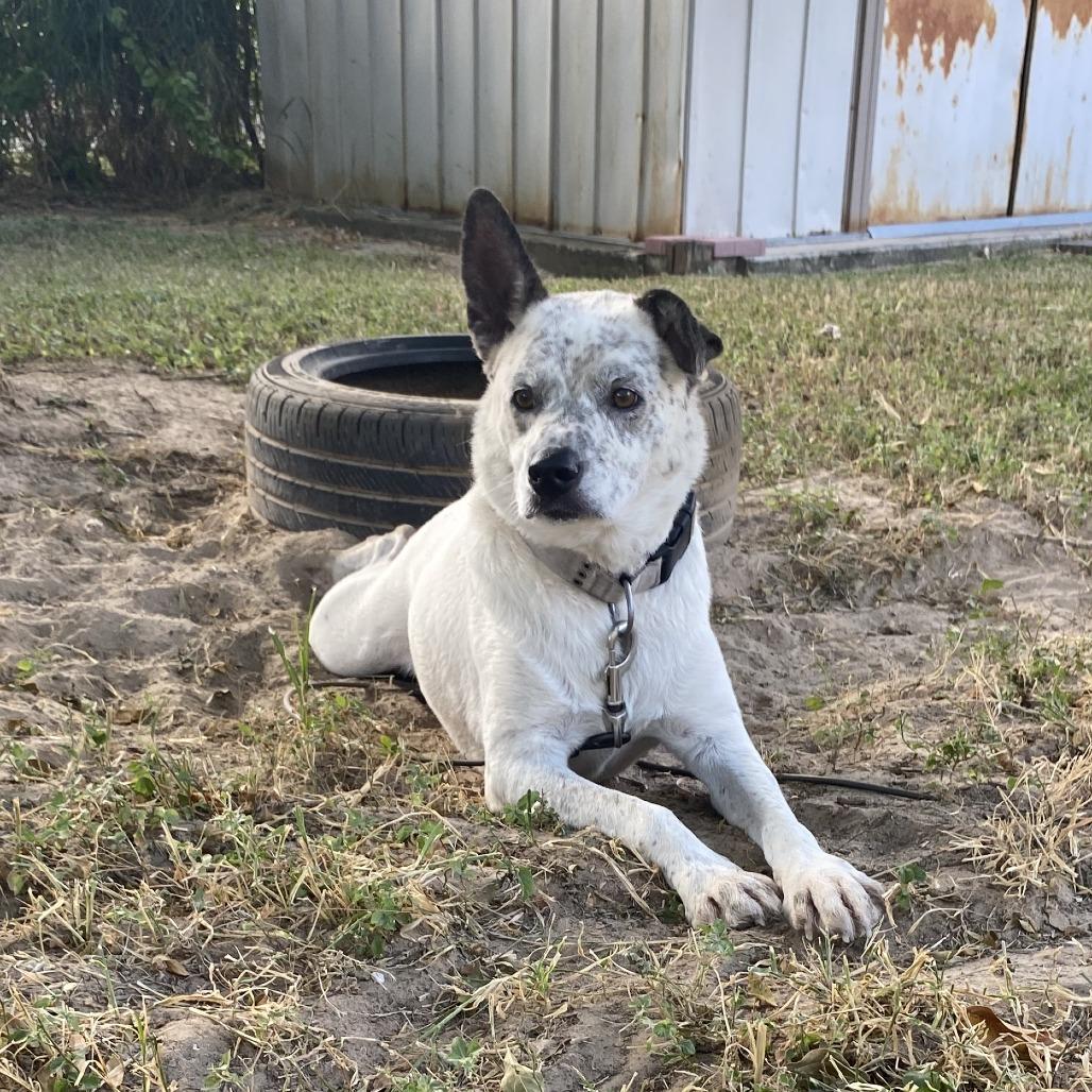 Charly, a Adoptable Australian Cattle Dog / Blue Heeler in Harlingen, TX image 5/5
