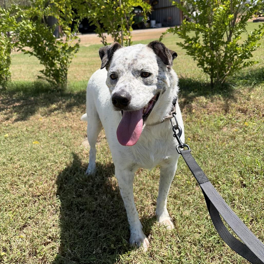 Enlarge Charly, a Adoptable Australian Cattle Dog / Blue Heeler in Harlingen, TX image 6/6