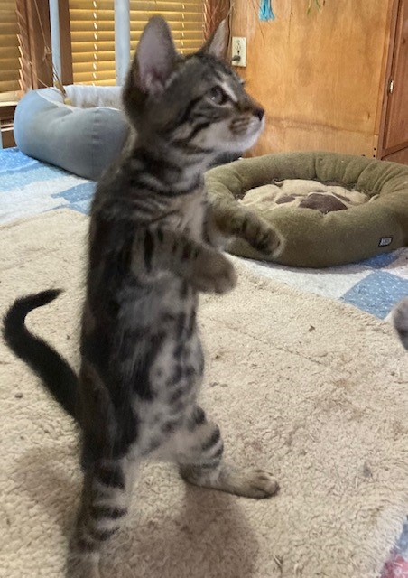 Enlarge Buzz, a Adopted Domestic Short Hair in Rome, PA image 1/1