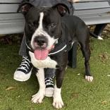 Gucci, ADOPTABLE, Adult Male Pit Bull Terrier.
