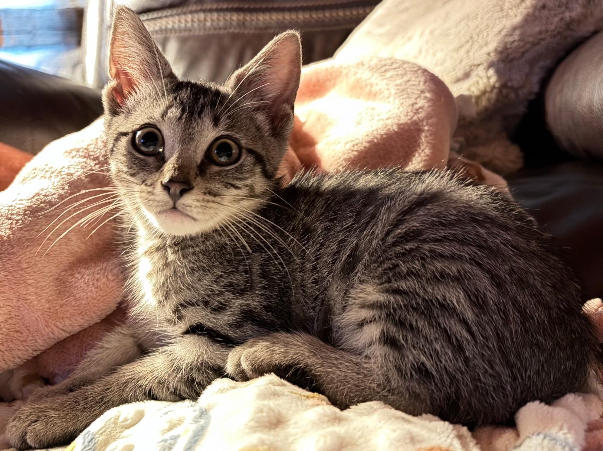Tori, a ADOPTABLE Domestic Short Hair in Mount Airy, NC image 3/3