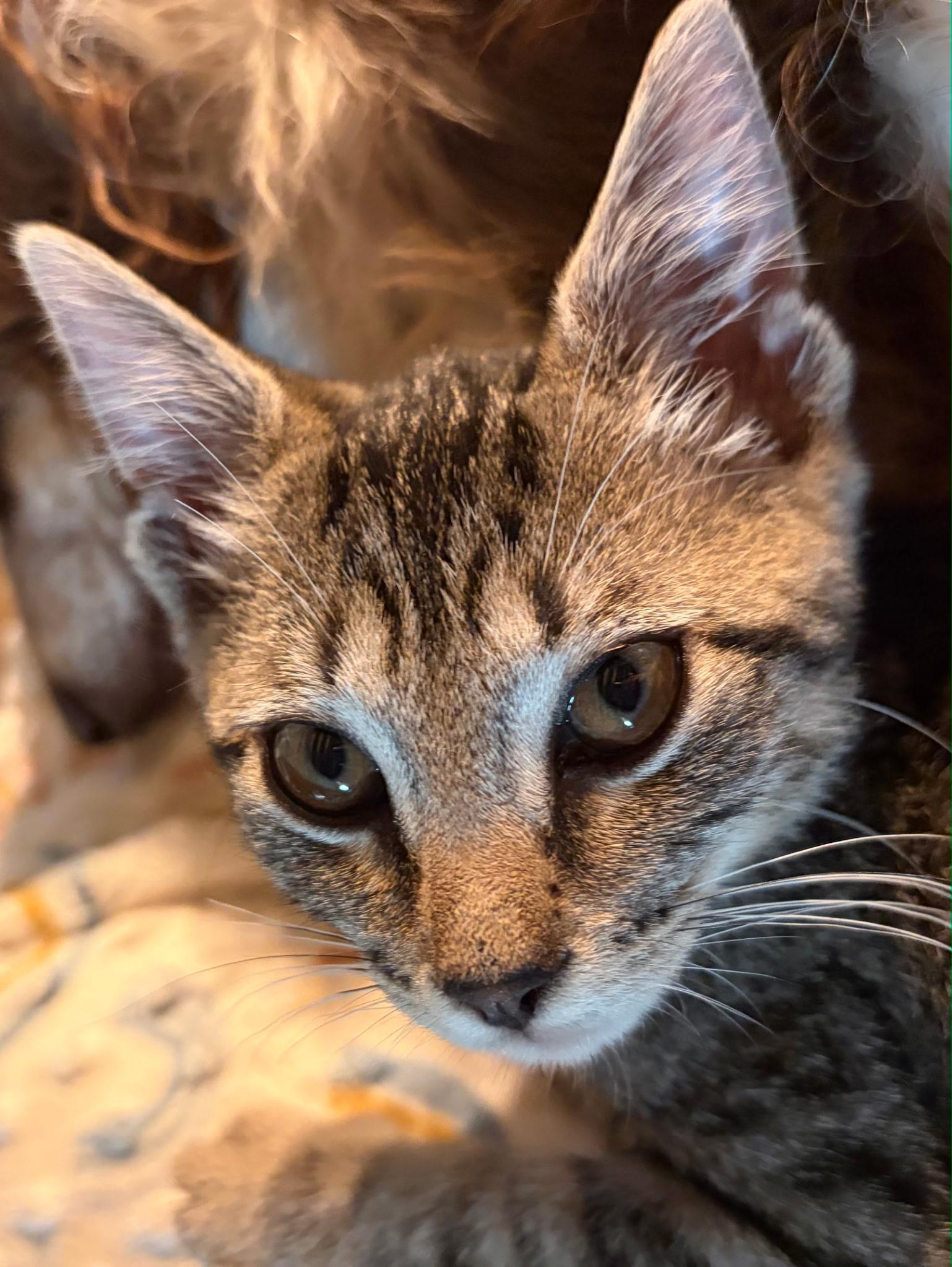 Tori, a ADOPTABLE Domestic Short Hair in Mount Airy, NC image 2/3