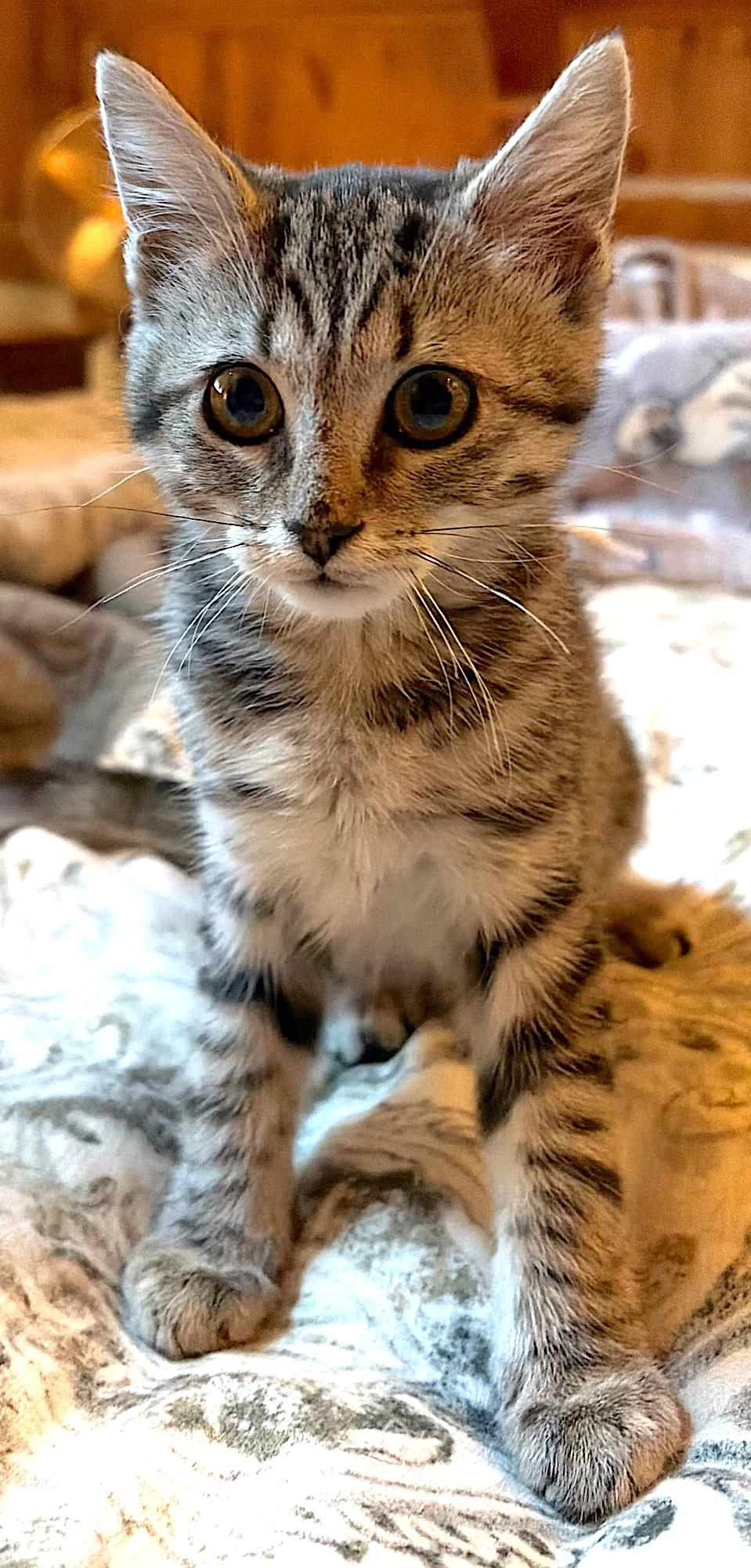 Tori, a ADOPTABLE Domestic Short Hair in Mount Airy, NC image 1/3