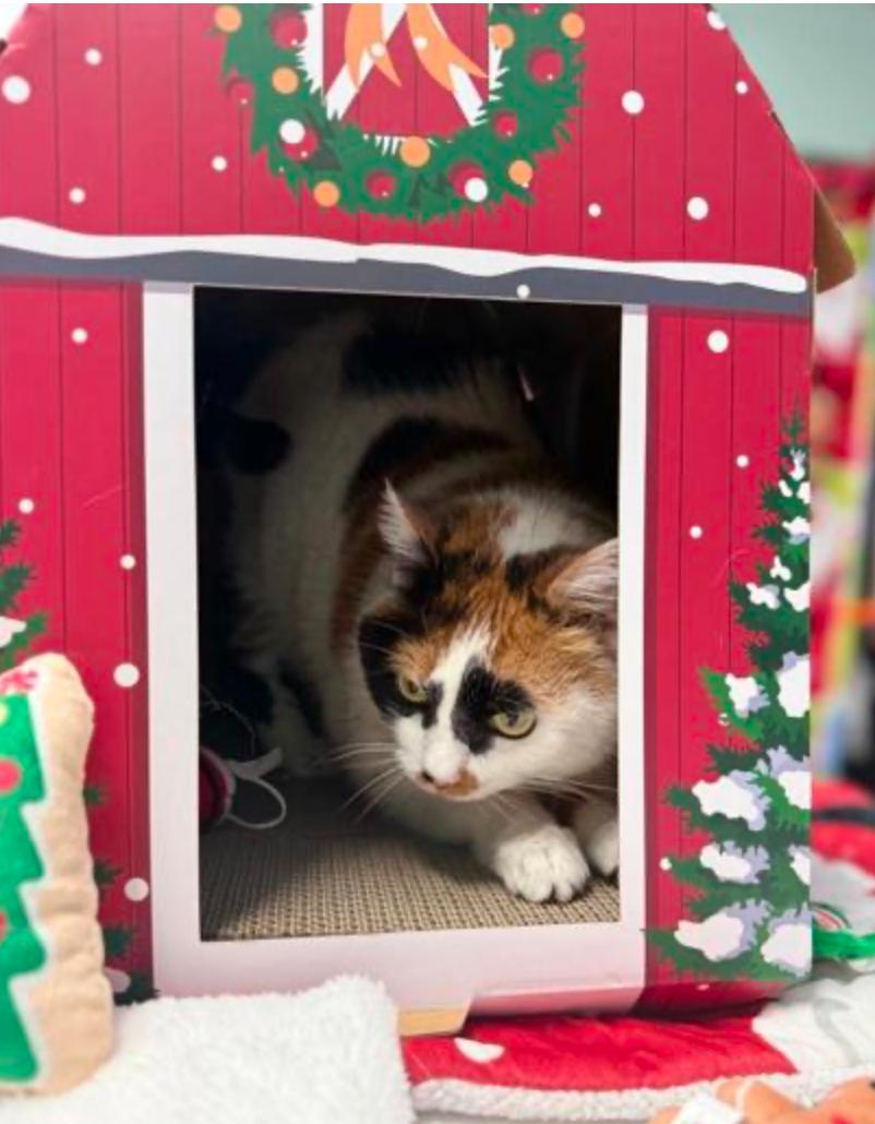 Widget, adopted, Adult Female Domestic Short Hair.