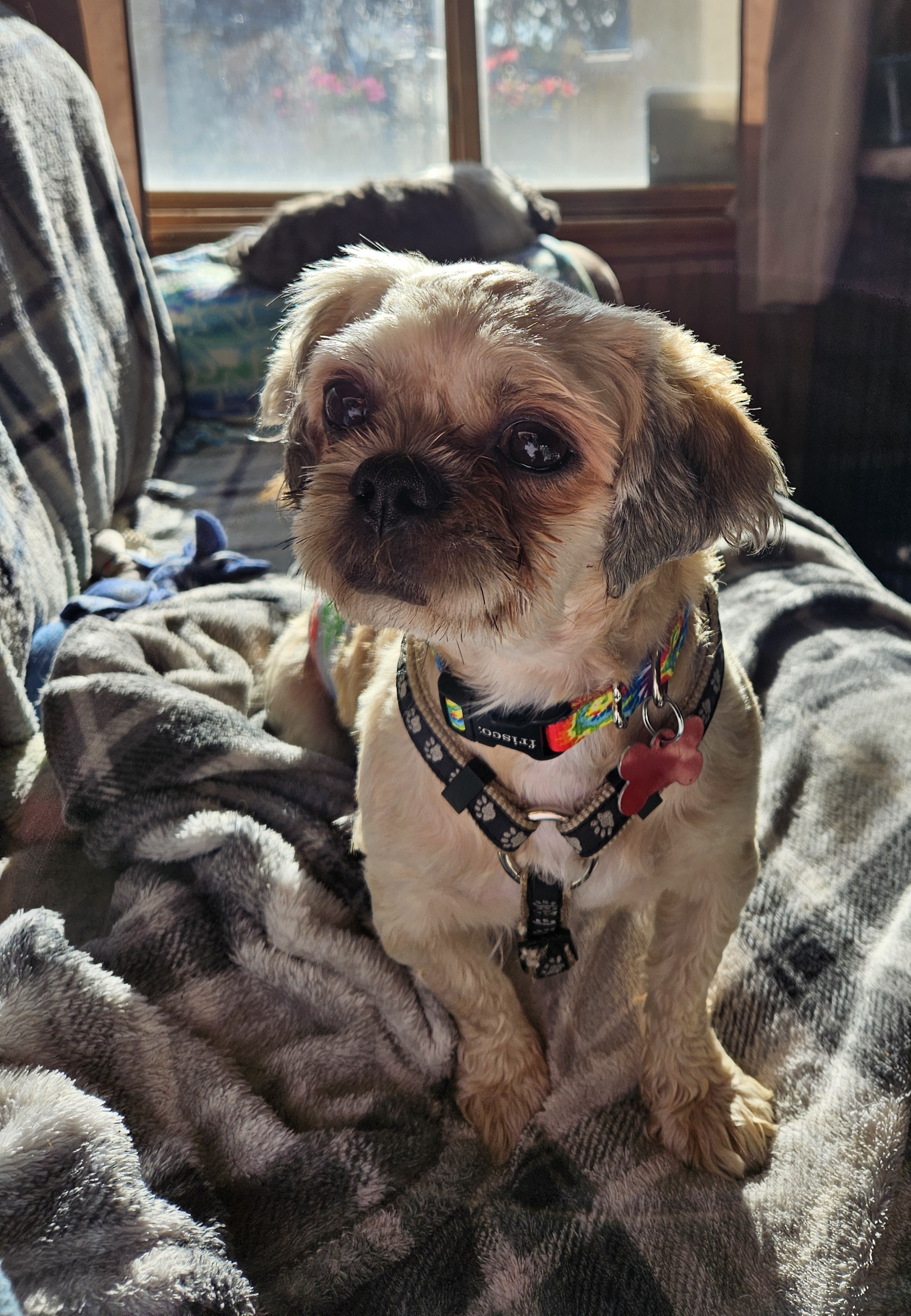 Tater, Adopted, Adult Male Shih Tzu.