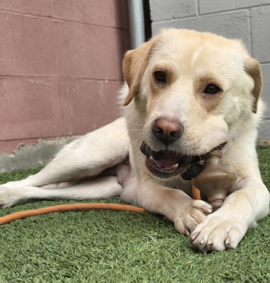 Iggy, a Adoptable Labrador Retriever in Calgary, AB image 4/5