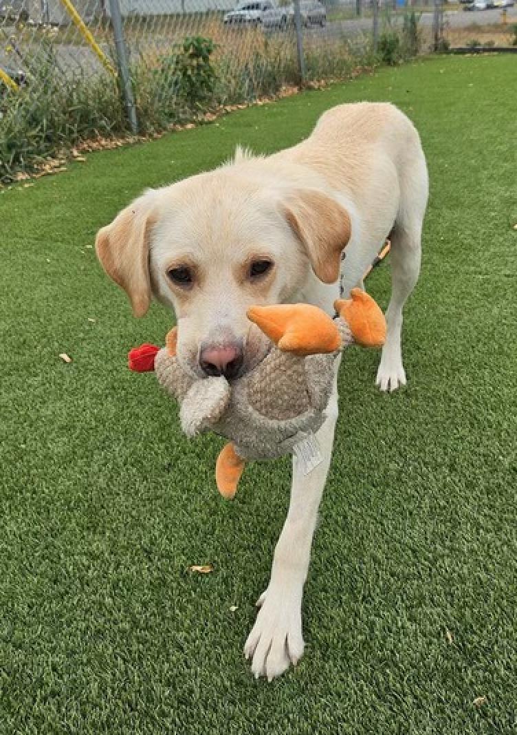 Iggy, a Adoptable Labrador Retriever in Calgary, AB image 2/5
