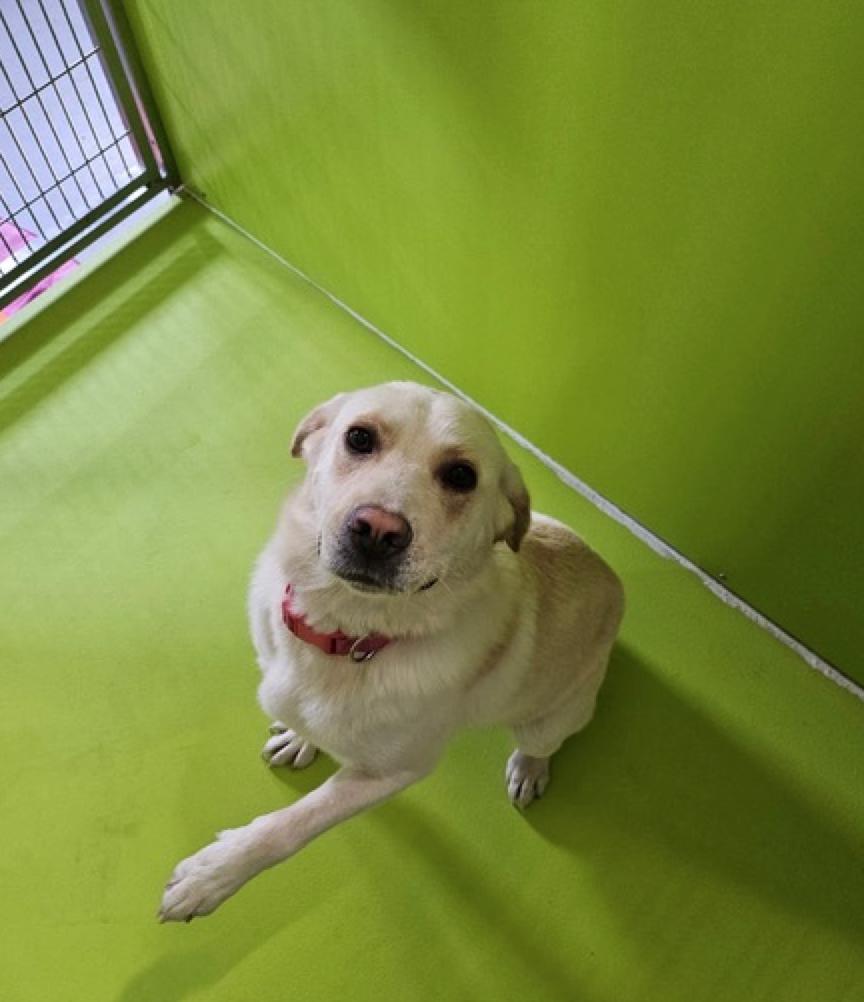 Iggy, a Adoptable Labrador Retriever in Calgary, AB image 1/5