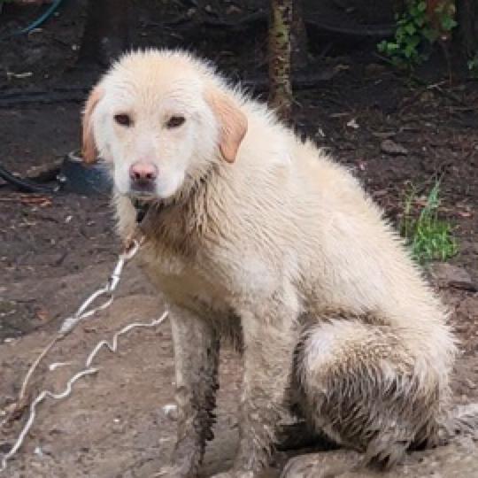 Iggy, a Adoptable Labrador Retriever in Calgary, AB image 3/5