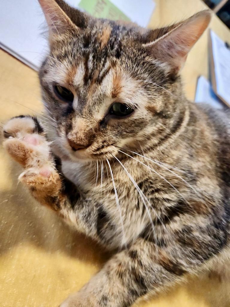 Hardy, Adoptable, Young Female Domestic Short Hair.