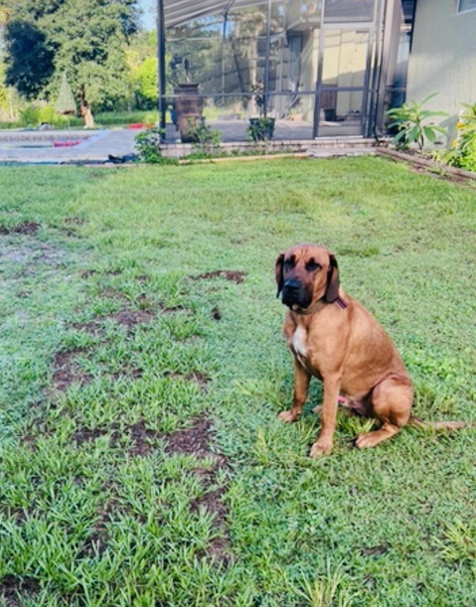 Echo (loyal and loving), Adoptable, Adult Male Bloodhound.