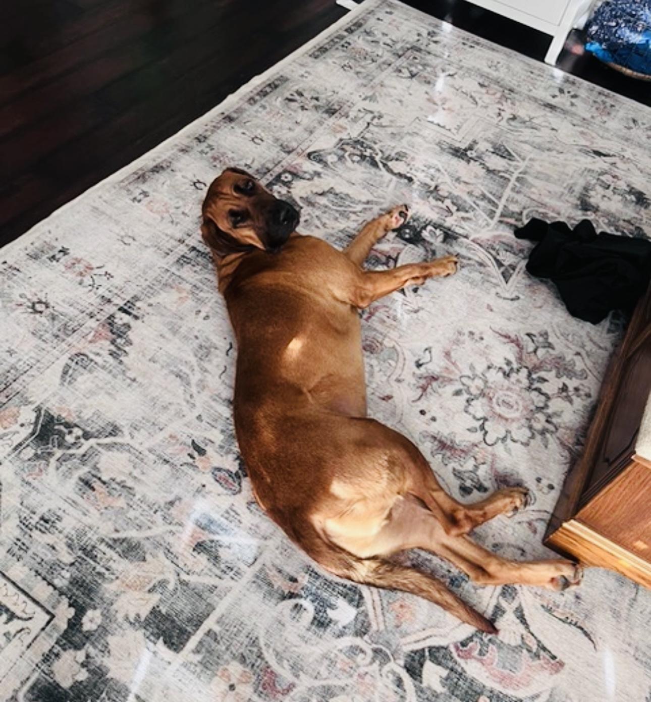 Enlarge Echo (loyal and loving), a Adoptable mixed breed in Deltona, FL image 2/3