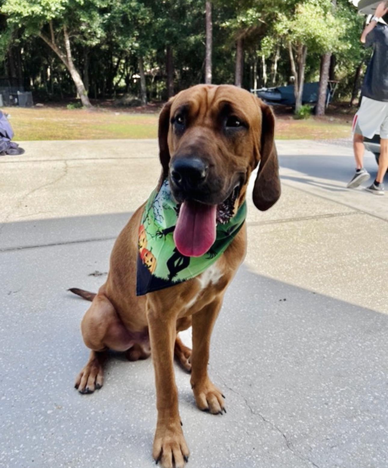 Enlarge Echo (loyal and loving), a Adoptable mixed breed in Deltona, FL image 3/3