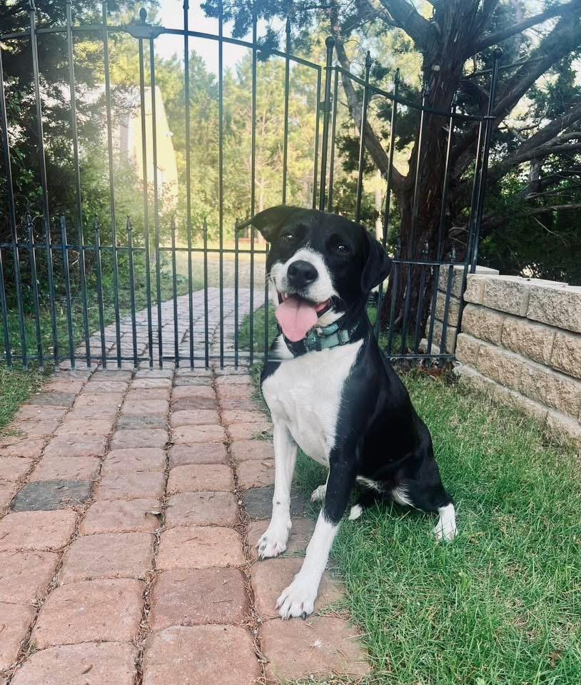 Khloe, a Adoptable mixed breed in Weatherford, TX image 1/6