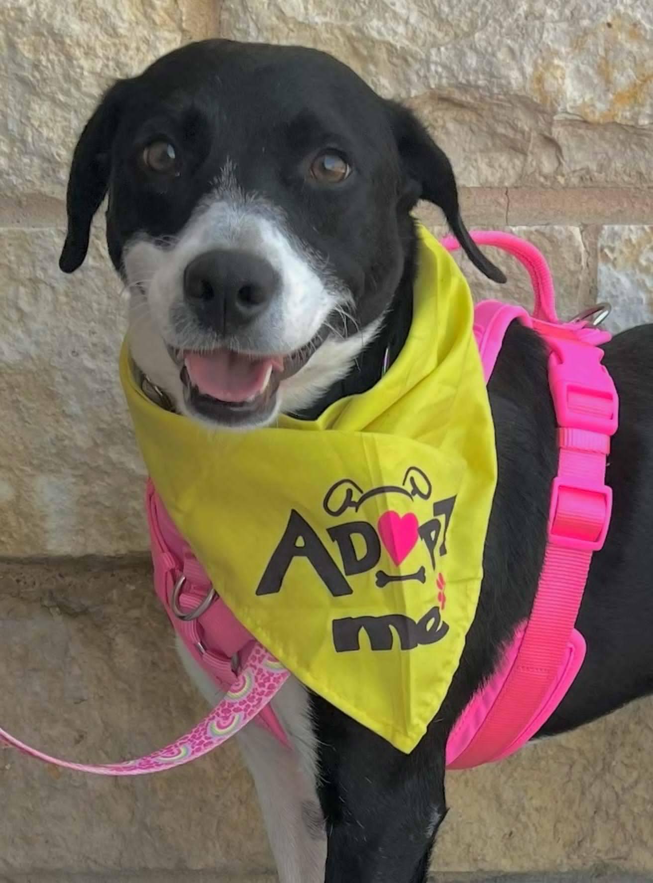 Khloe, a Adoptable mixed breed in Weatherford, TX image 3/6