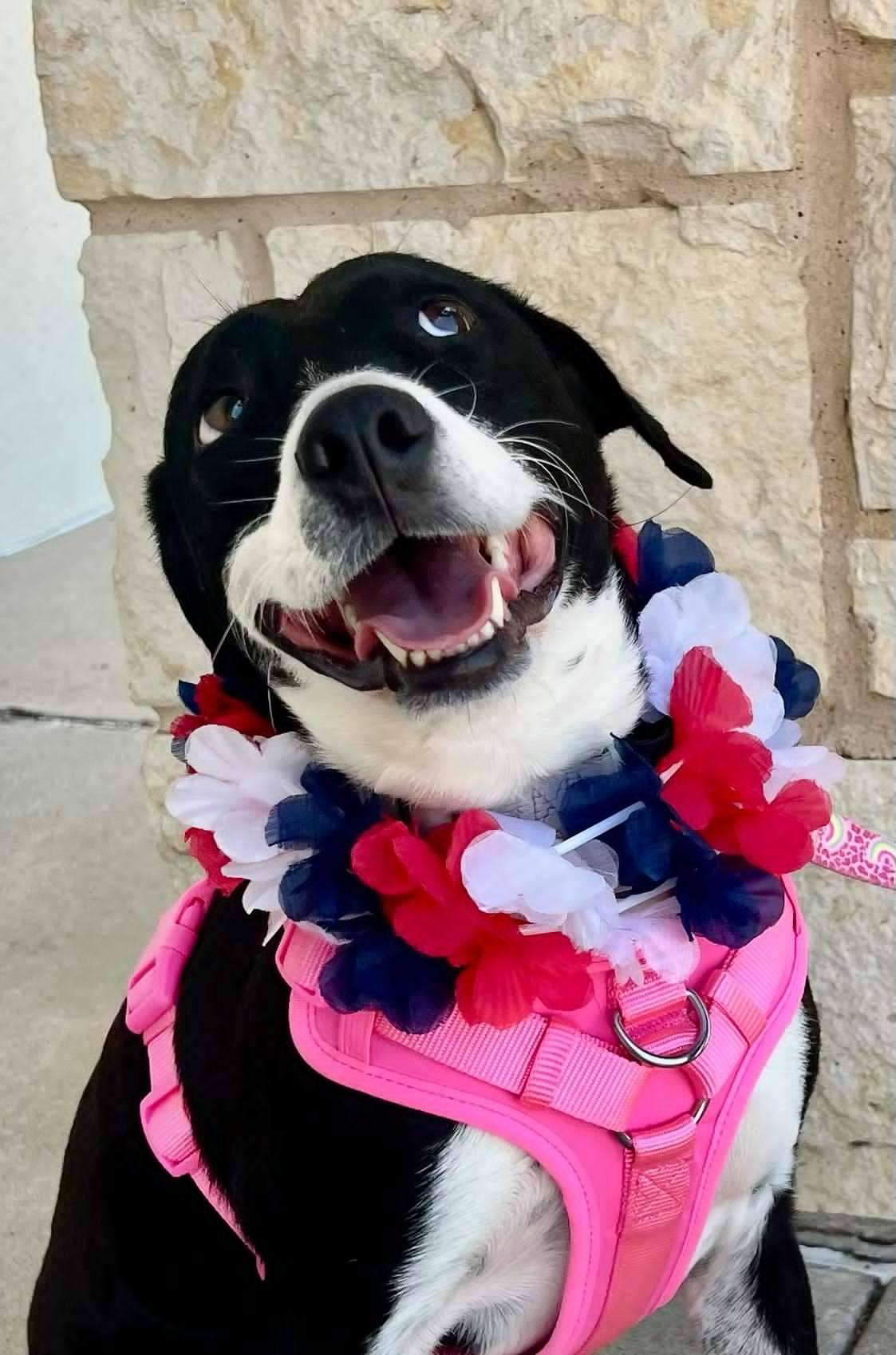 Khloe, a Adoptable mixed breed in Weatherford, TX image 2/6