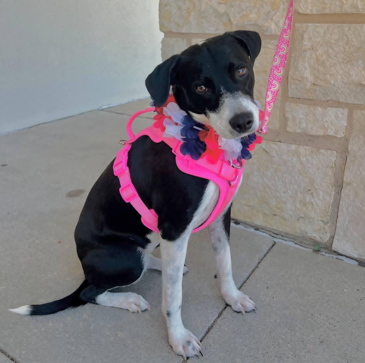 Khloe, Adoptable, Adult Female Border Collie & Beagle.