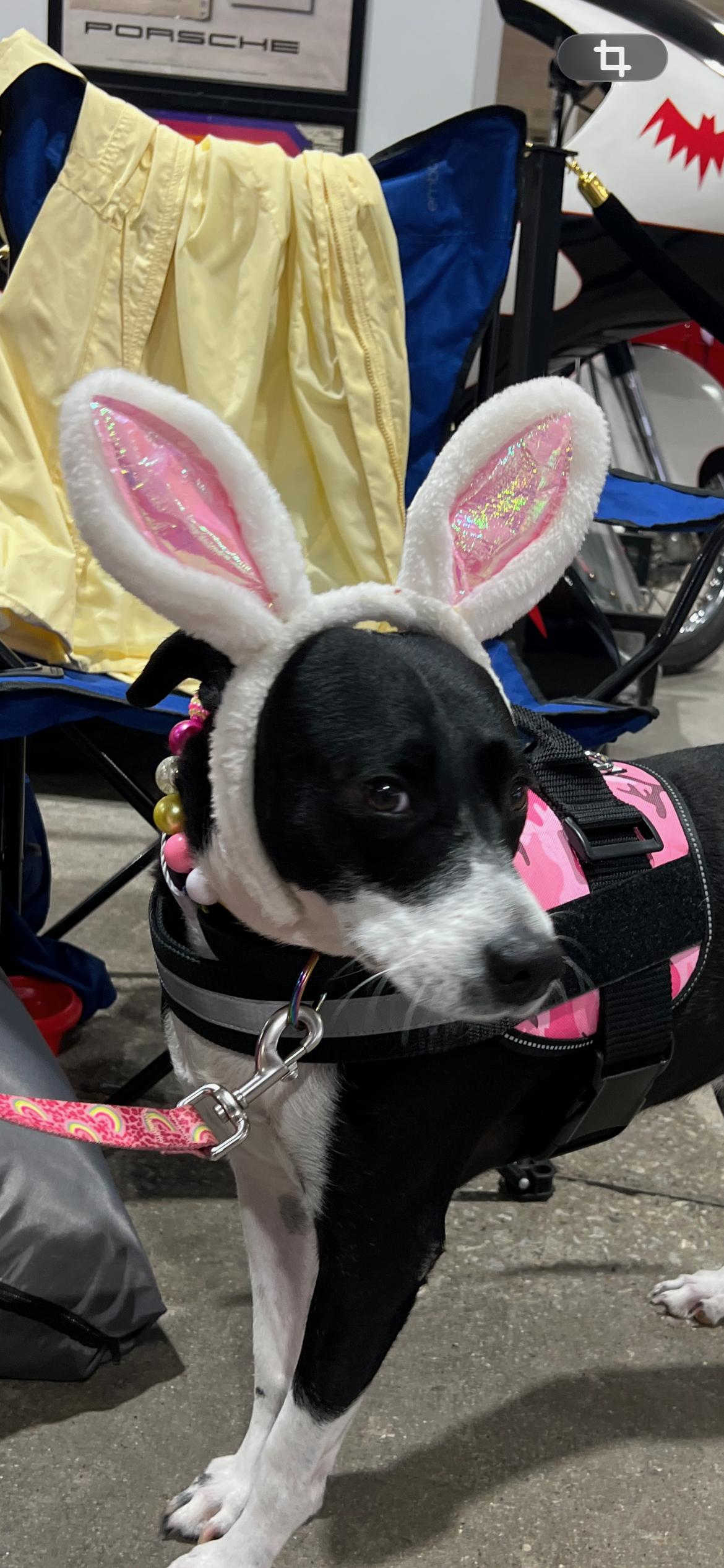 Enlarge Khloe, an adoptable mixed breed in Weatherford, TX image 4/6