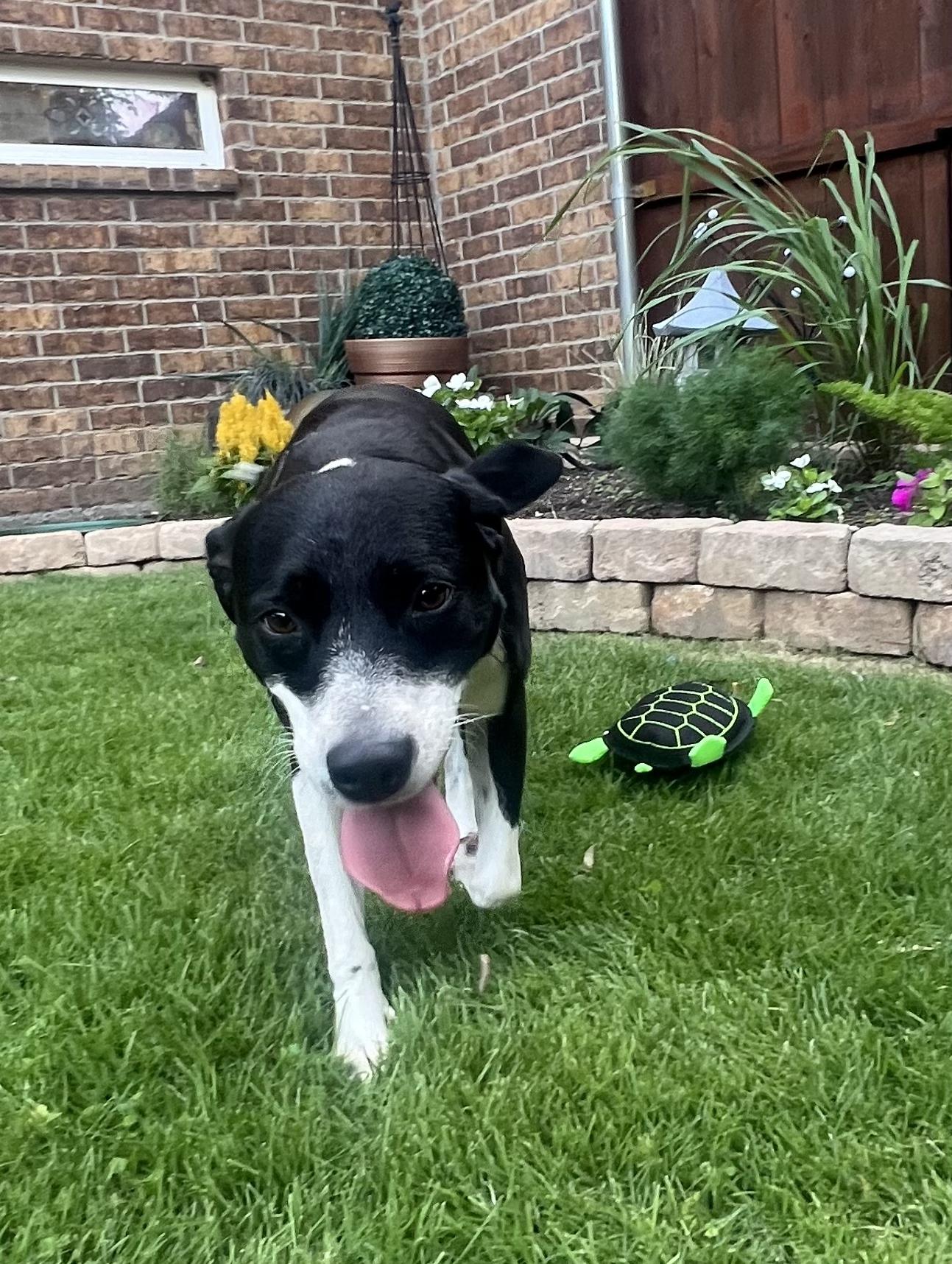 Khloe, a Adoptable mixed breed in Weatherford, TX image 4/6