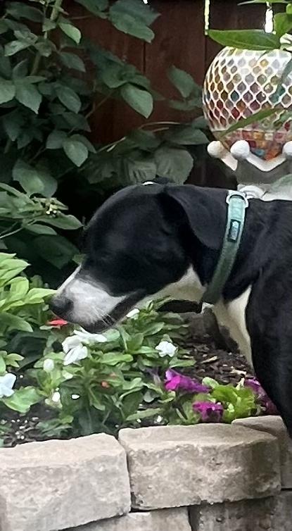 Khloe, a Adoptable mixed breed in Weatherford, TX image 5/6