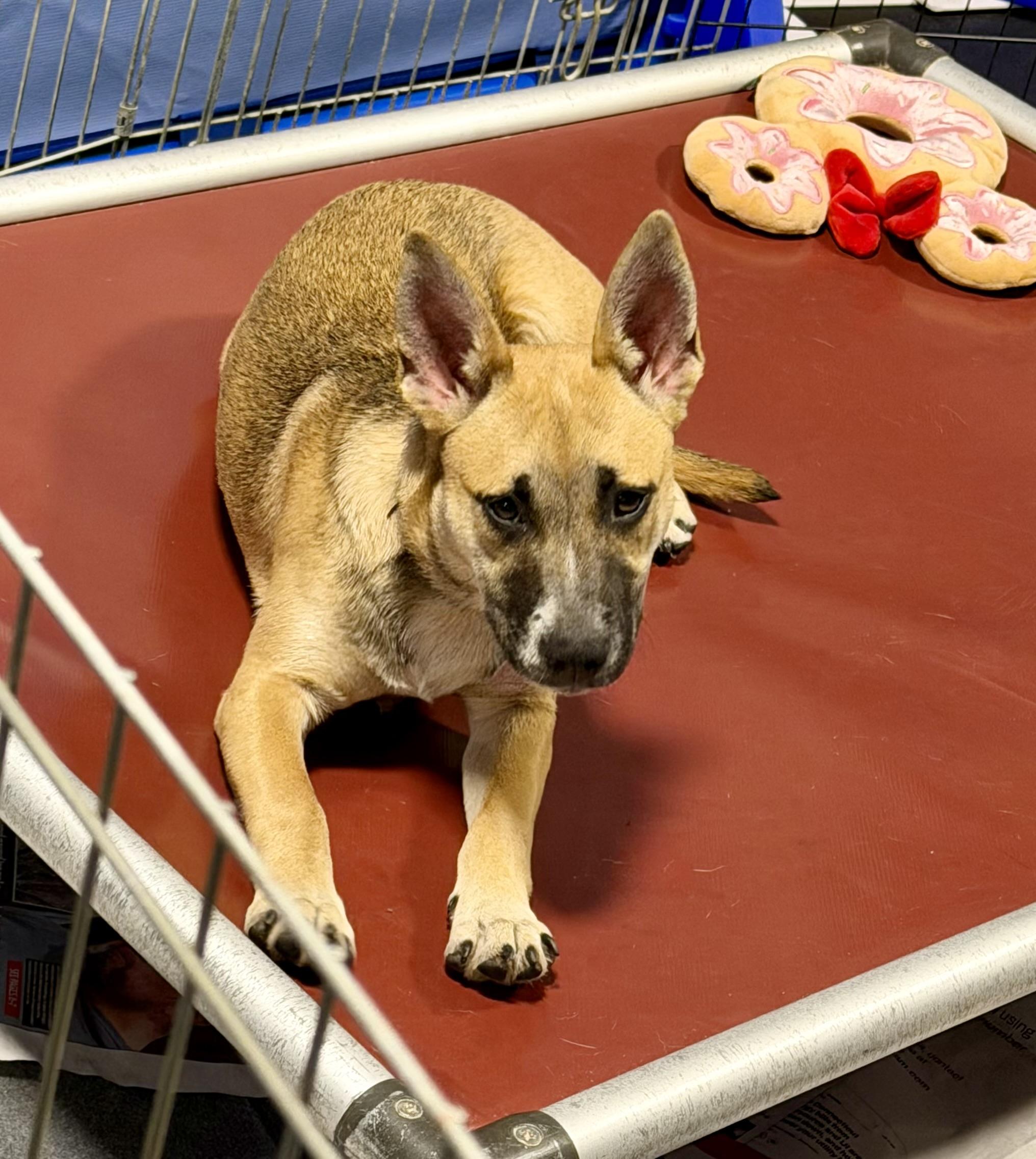 Enlarge Aspen Girlie!, an adoptable mixed breed in Watertown, CT image 3/5