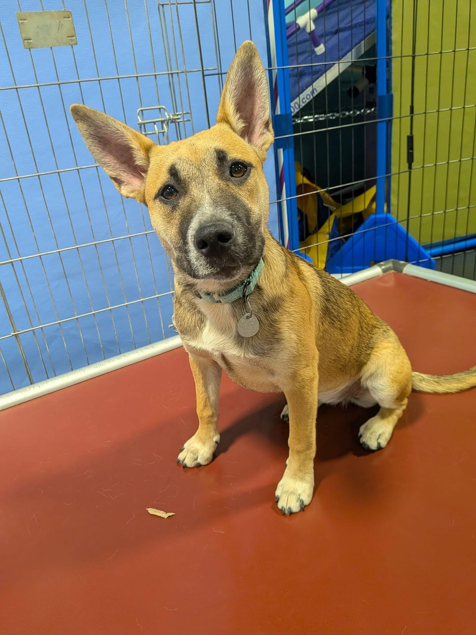 Enlarge Aspen Girlie!, an adoptable mixed breed in Watertown, CT image 1/5