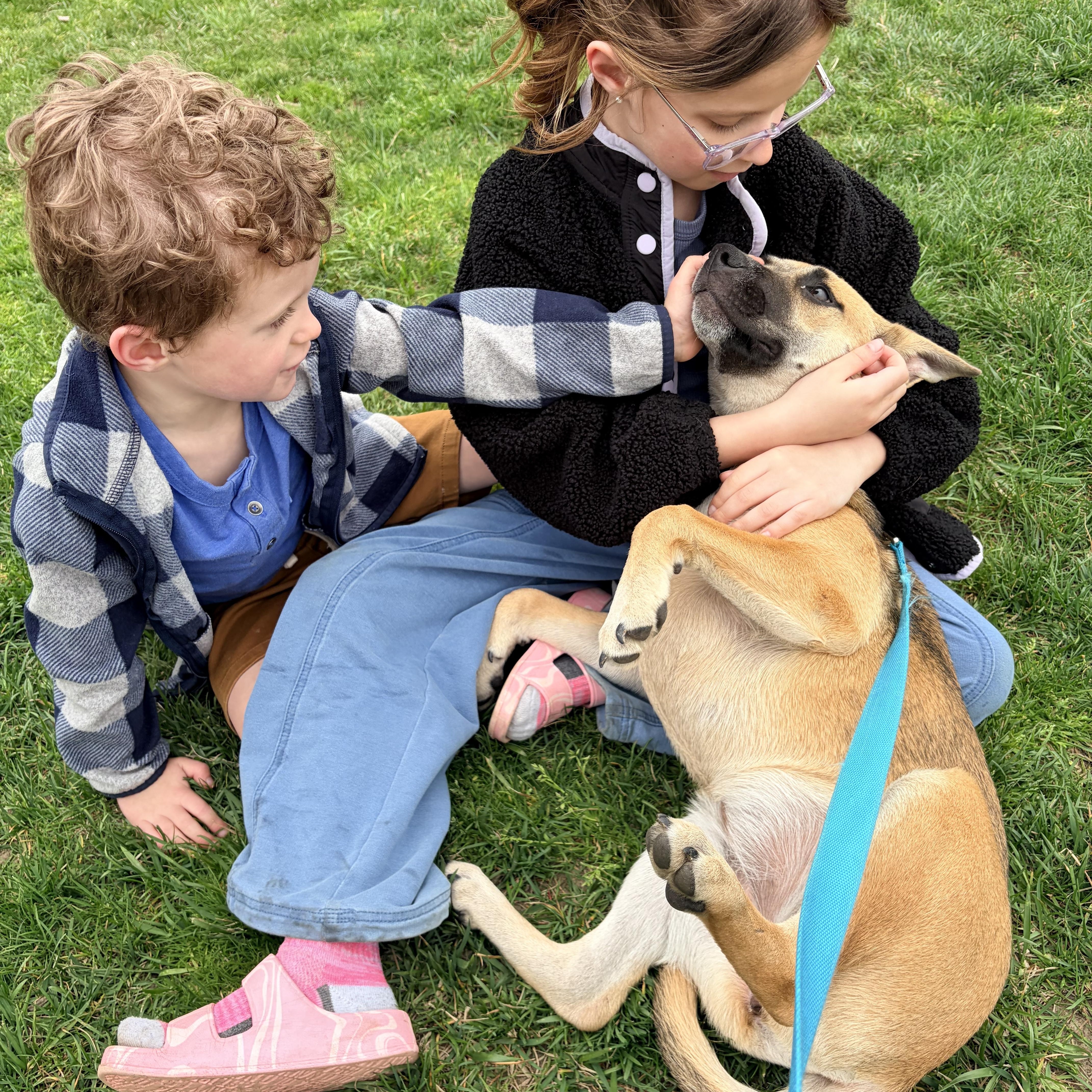 Enlarge Aspen Girlie!, an adoptable mixed breed in Watertown, CT image 4/5