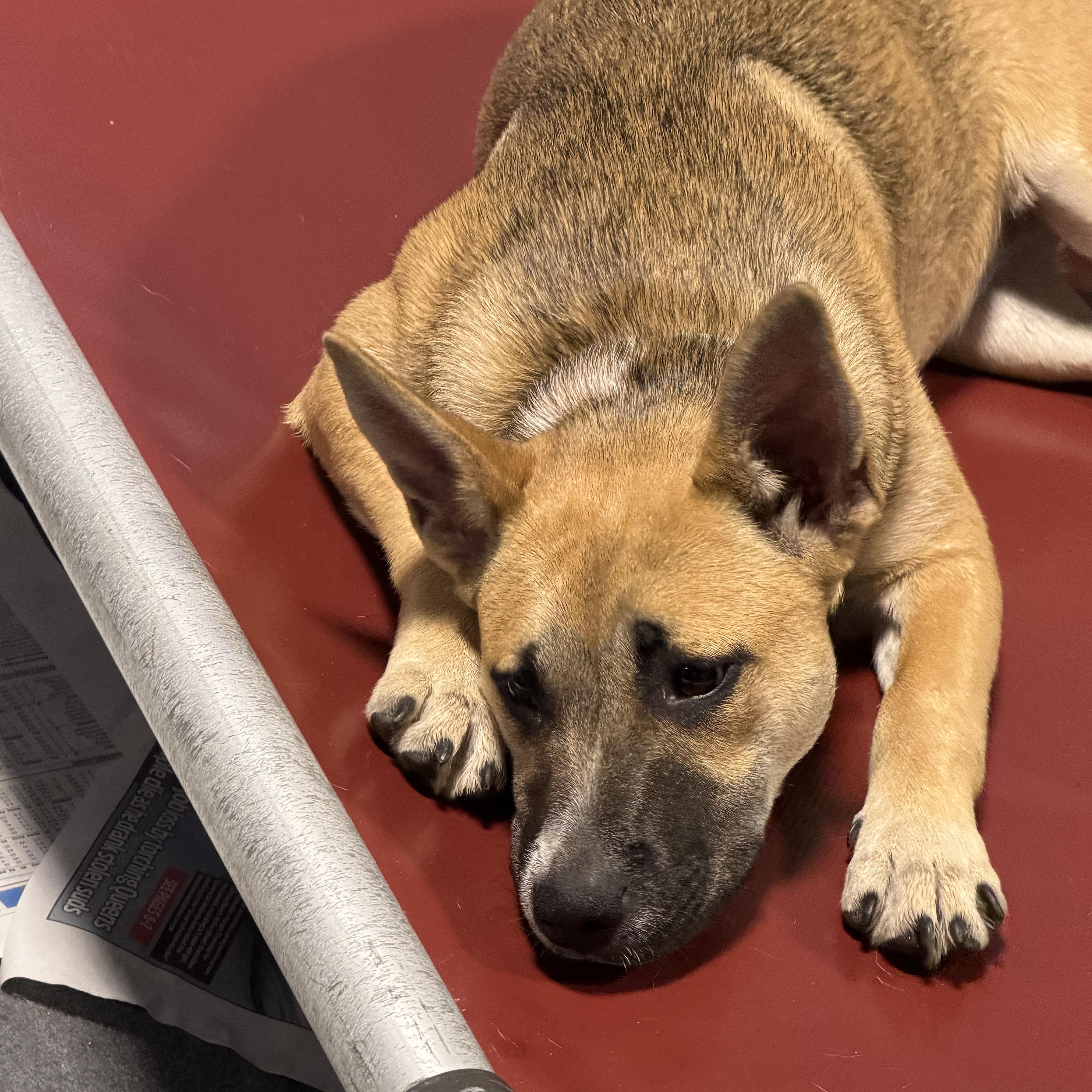 Enlarge Aspen Girlie!, an adoptable mixed breed in Watertown, CT image 5/5