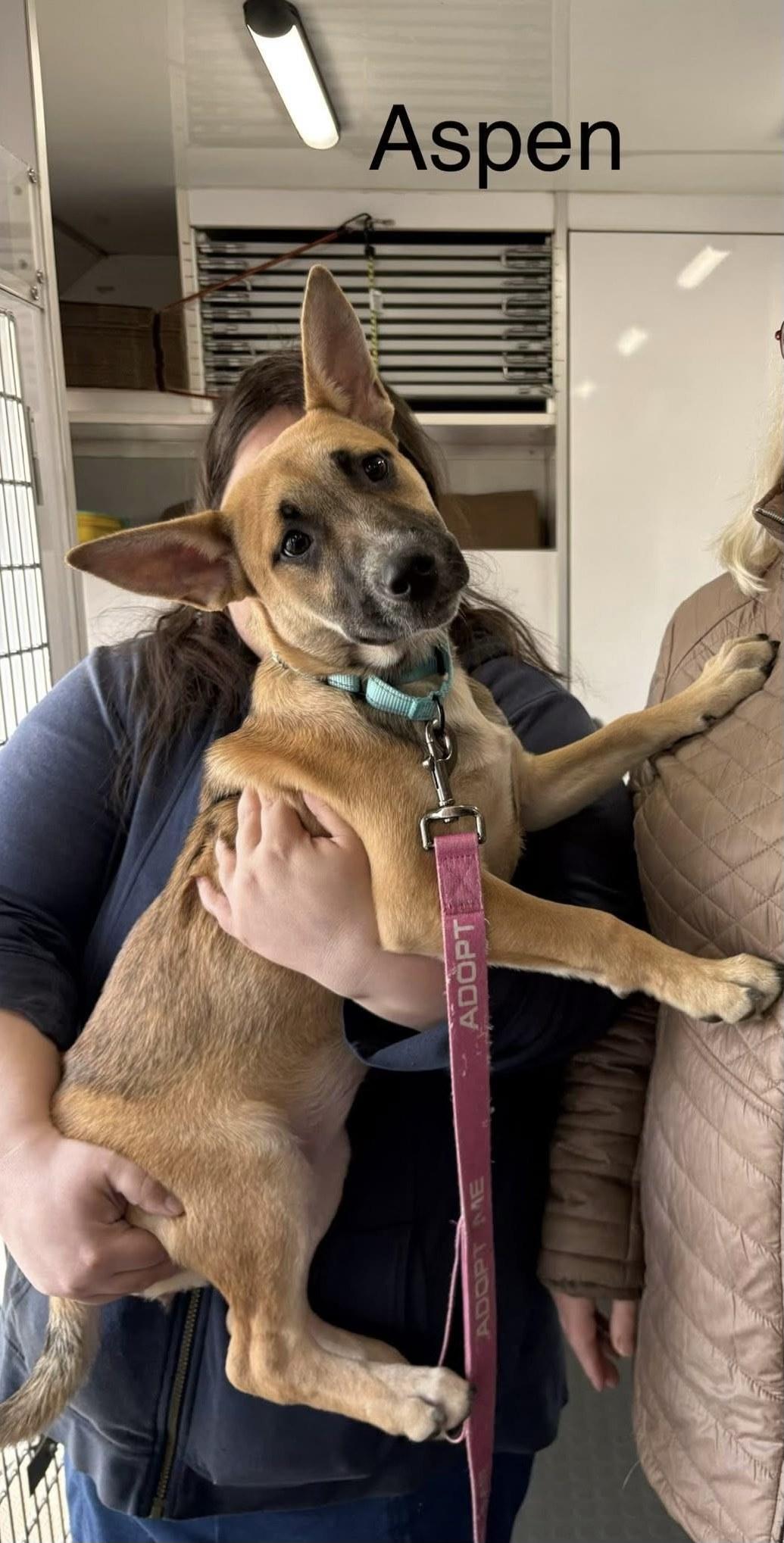 Aspen Girlie!, adoptable, Puppy Female German Shepherd Dog & Catahoula Leopard Dog.