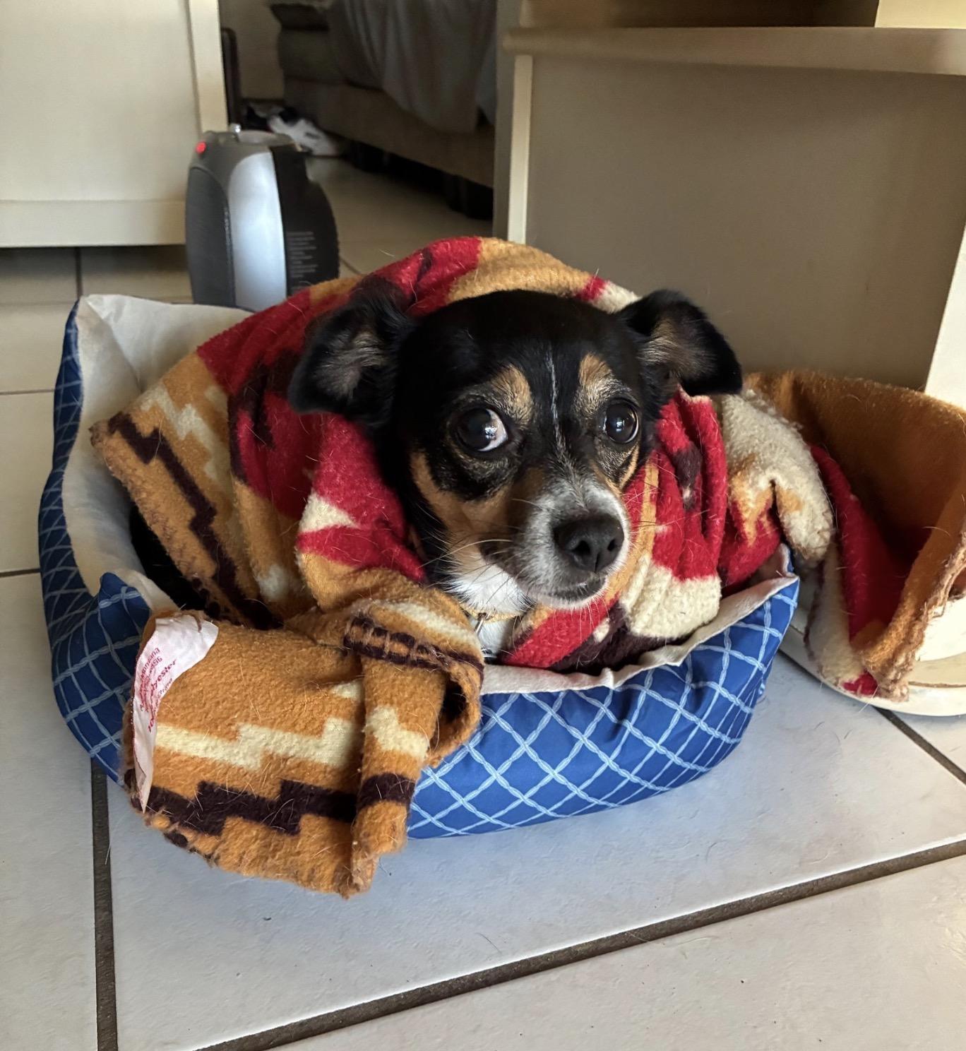 Enlarge Sophie, a ADOPTABLE mixed breed in Palm springs, FL image 3/3