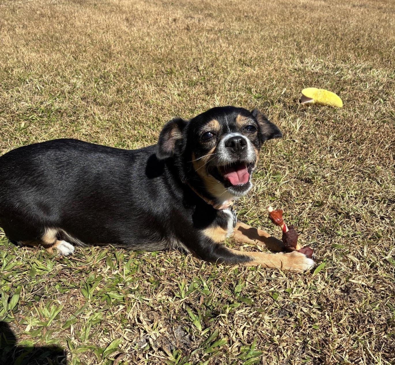 Sophie, ADOPTABLE, Adult Female Chihuahua & Rat Terrier.