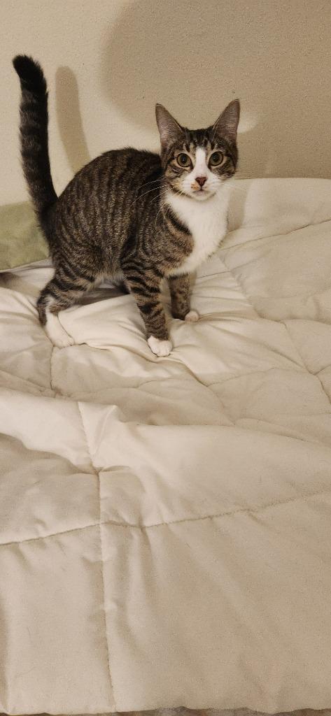 Maggie Mae, Adoptable, Young Female Domestic Short Hair.