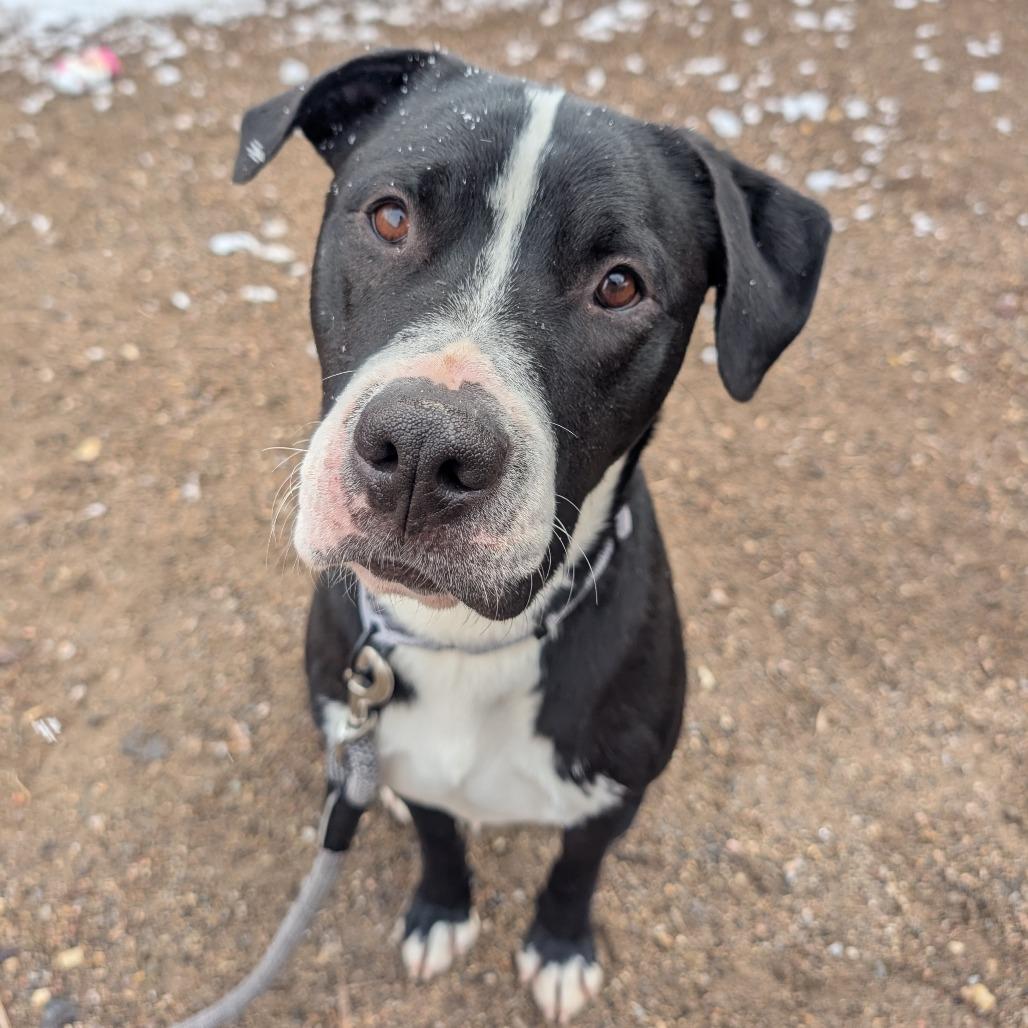 Sammy, a Adoptable mixed breed in Albuquerque, NM image 1/6