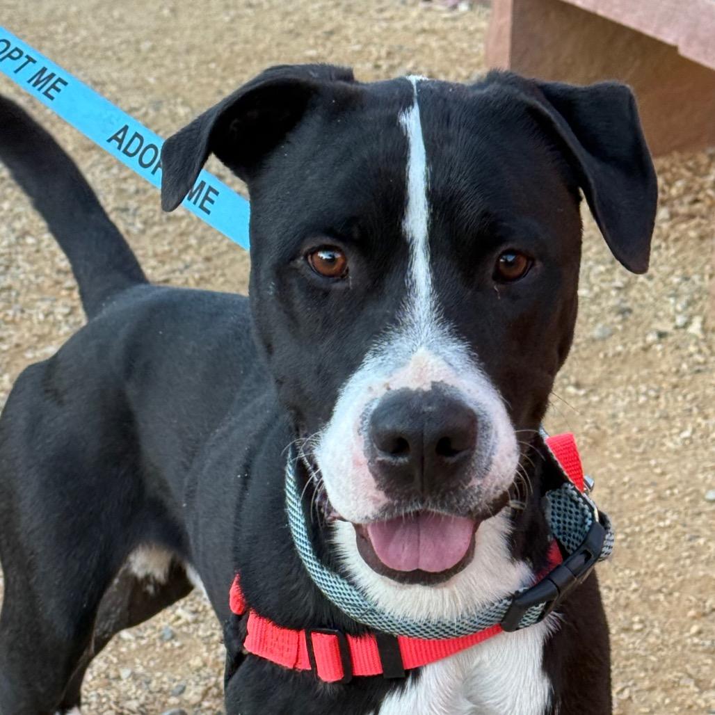 Sammy, a Adoptable mixed breed in Albuquerque, NM image 2/6