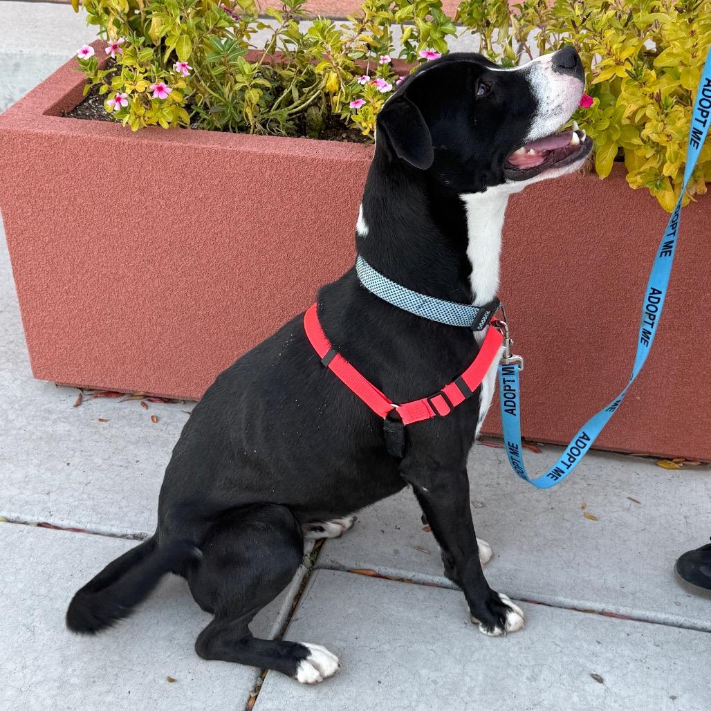 Sammy, a Adoptable mixed breed in Albuquerque, NM image 3/6