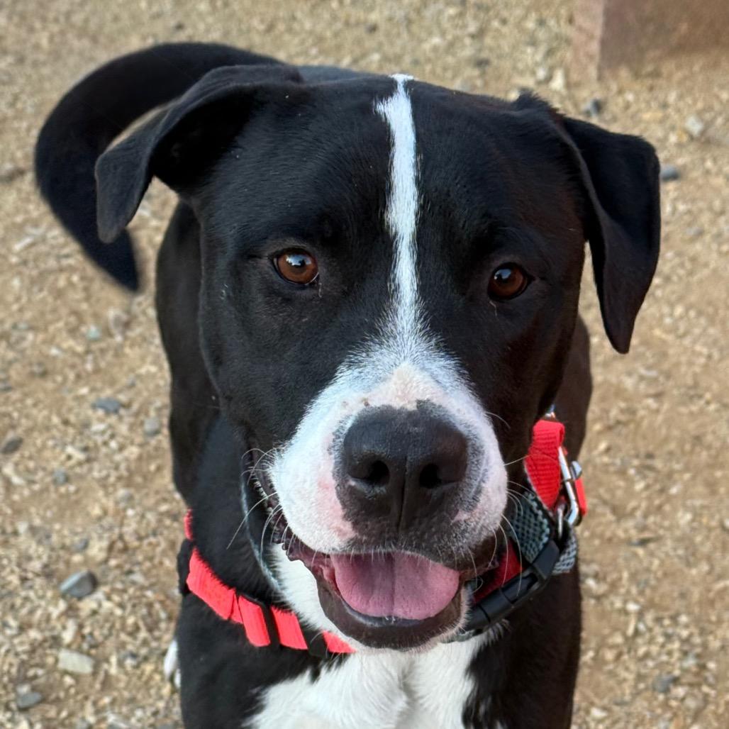 Sammy, a Adoptable mixed breed in Albuquerque, NM image 4/6