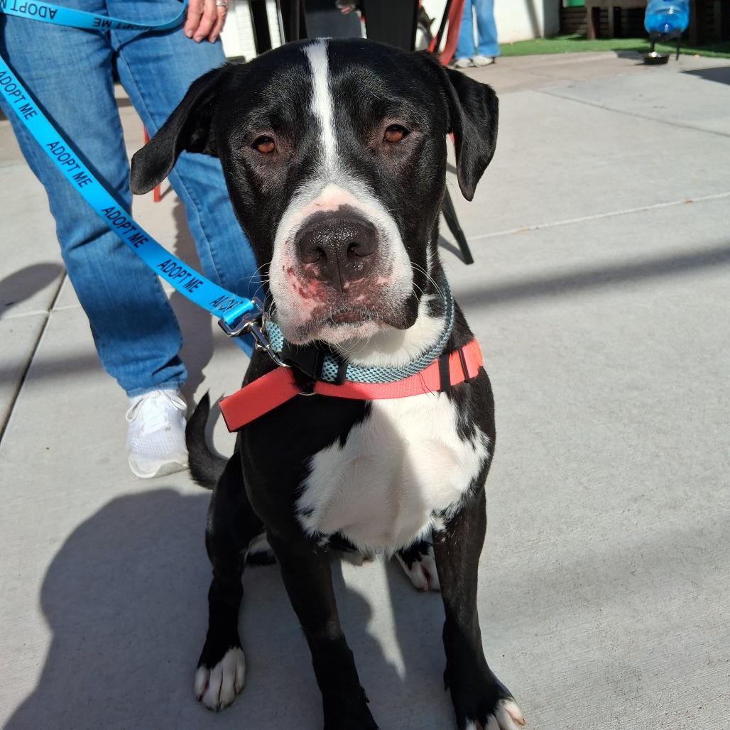 Sammy, a Adoptable mixed breed in Albuquerque, NM image 5/6