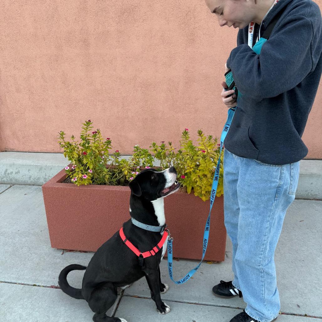 Sammy, a Adoptable mixed breed in Albuquerque, NM image 6/6