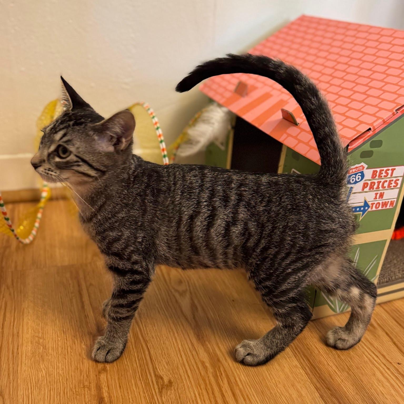 Enlarge Buster, a Adoptable Domestic Short Hair in Renton , WA image 4/6