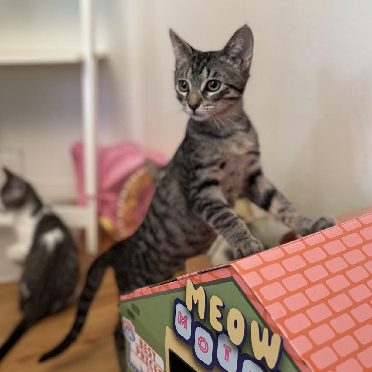 Enlarge Buster, a Adoptable Domestic Short Hair in Renton , WA image 3/6