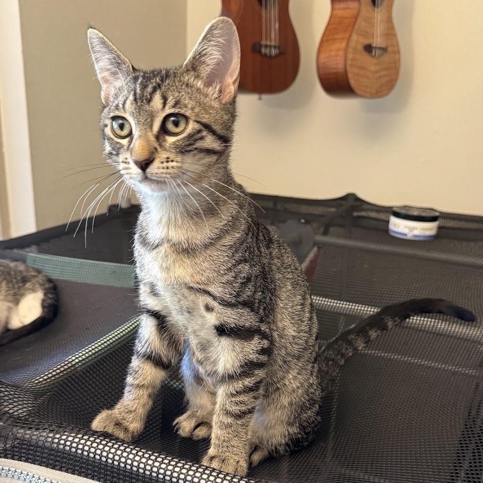 Buster, Adoptable, Kitten Male Domestic Short Hair.