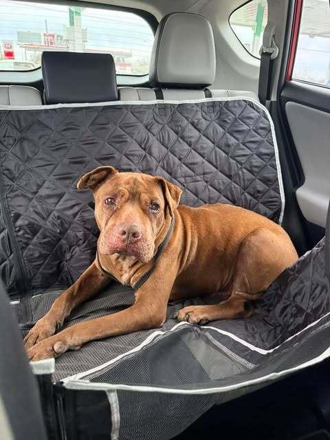Crunchy (Foster Needed)