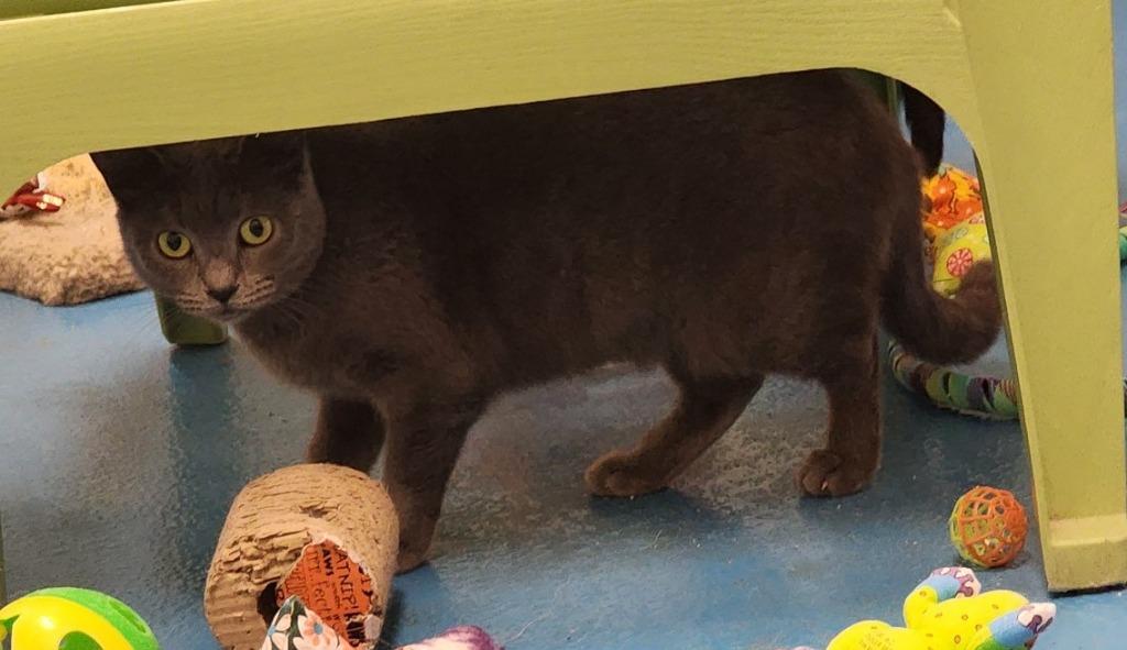 Twyla, Adoptable, Adult Female Domestic Short Hair.