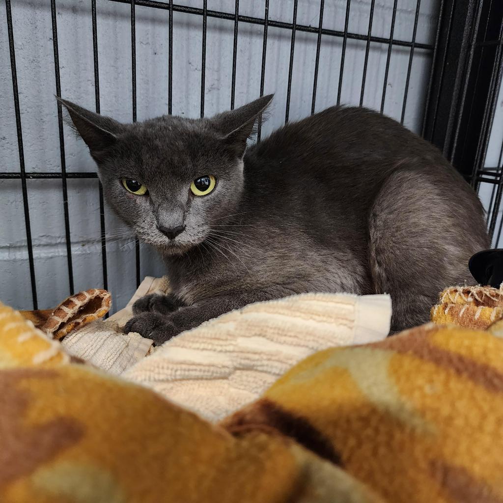 Enlarge Twyla, a Adoptable mixed breed in Muskegon, MI image 1/3