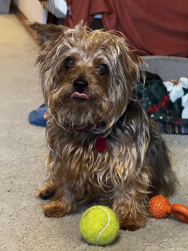 Charnay, Adoptable, Adult Female Australian Terrier.