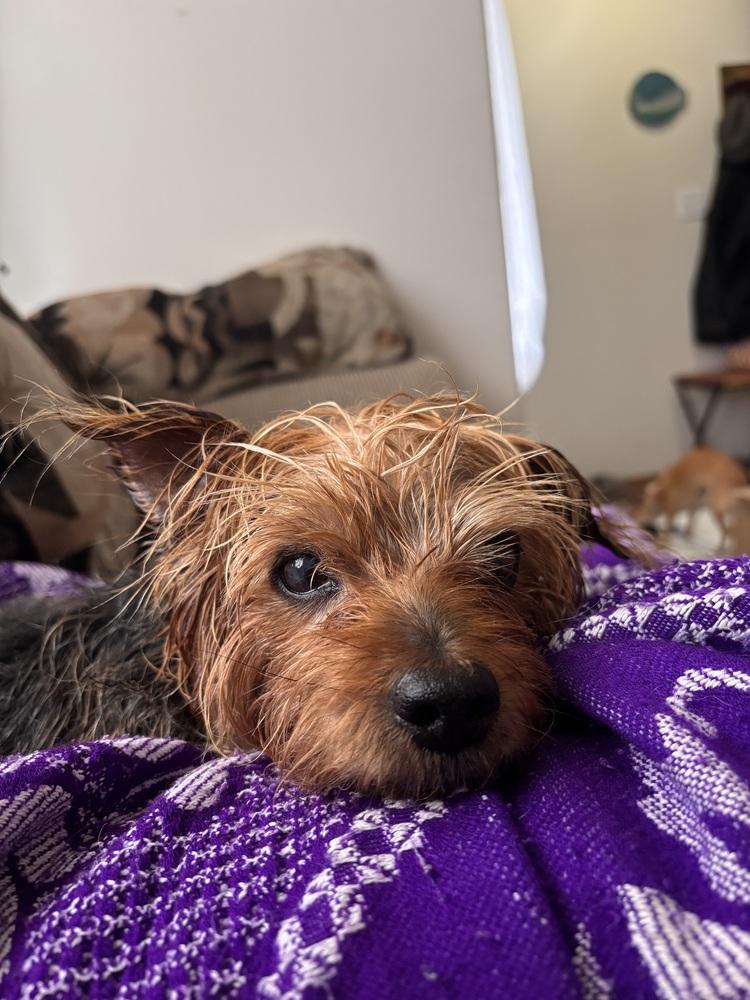 Charnay, Adoptable, Adult Female Australian Terrier.