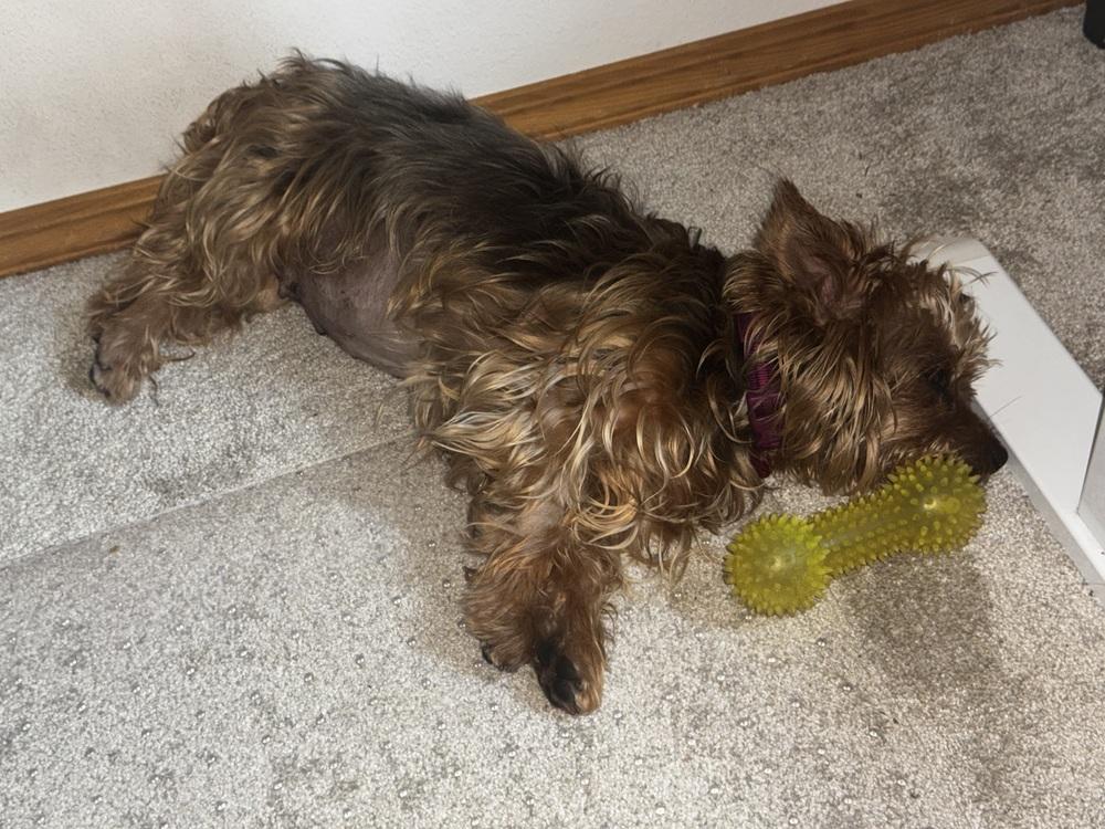 Charnay, a Adoptable mixed breed in Portland, OR image 2/5